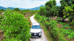 GCL25  🔥 BÁN NHANH VƯỜN XOÀI SIÊU ĐẸP – CAM THÀNH BẮC, CAM LÂM